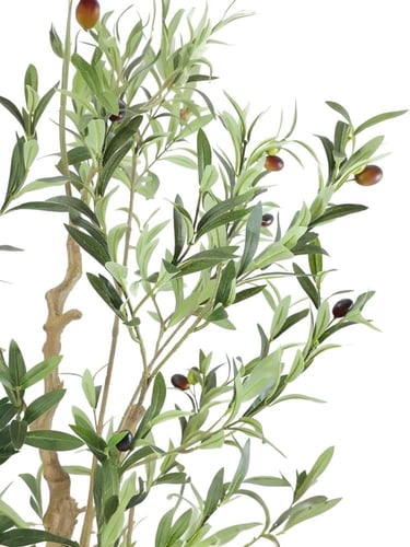 شجرة الزيتون الانيقة 220سم