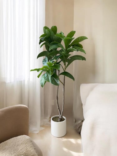 شجرة ماغنوليا