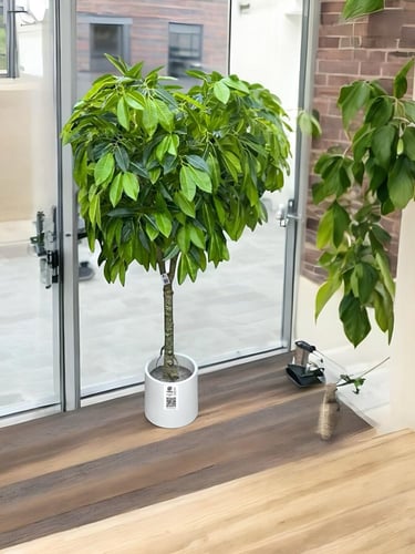 شجرة المانجو الصناعية