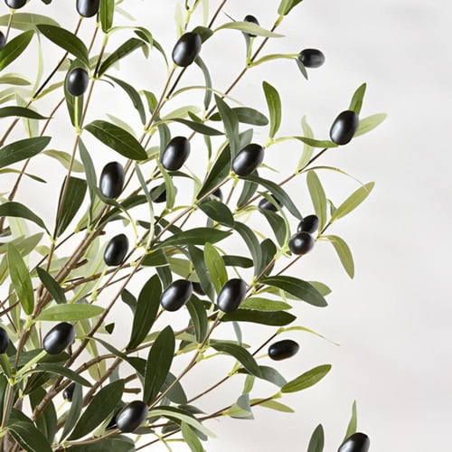 شجرة الزيتون مقاس 180سم