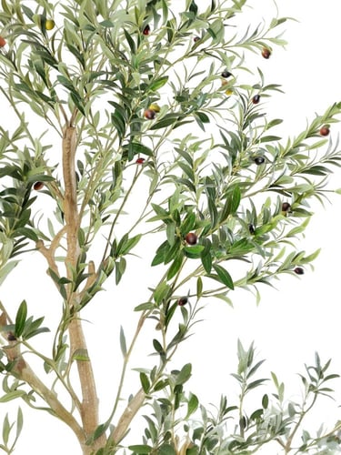 شجرة الزيتون الانيقة 220سم