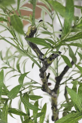 شجرة الزبتون مقاس 150 سم