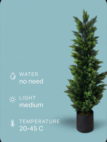 شجرة سايبرس ص