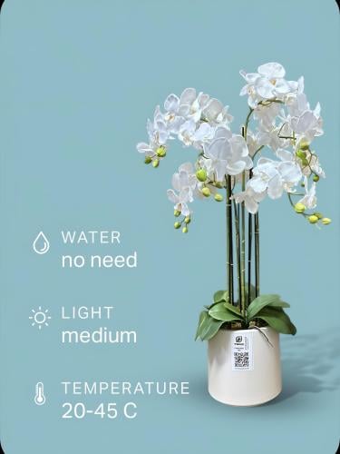 شتله زهور اركيد