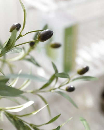 شجرة الزبتون مقاس 150 سم