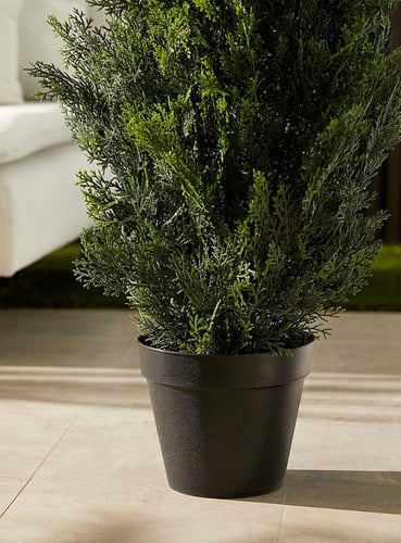 شجرة سايبرس ص