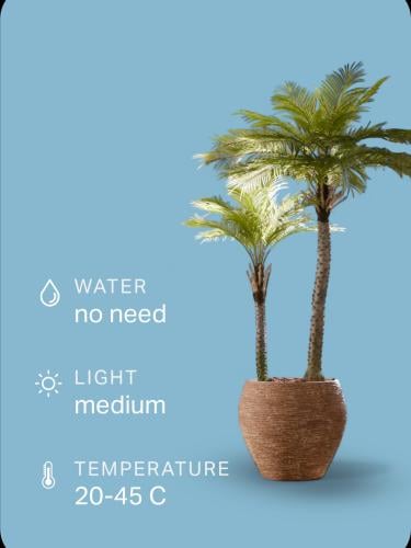 شجرة النخلتين - 200سم