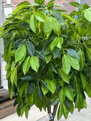 شجرة المانجو الصناعية