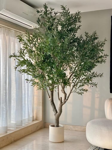 شجرة الزيتون الضخمة 240سم