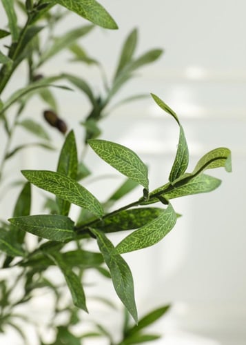 شجرة الزبتون مقاس 150 سم