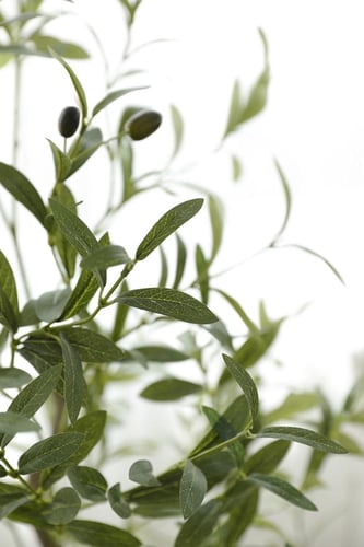 شجرة الزبتون مقاس 150 سم