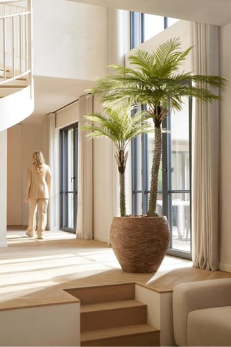 شجرة النخلتين - 200سم