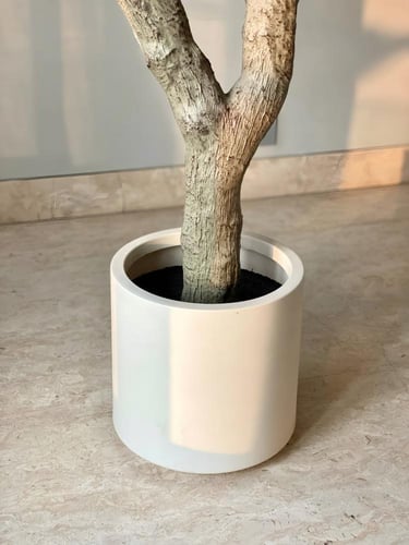 شجرة الزيتون الضخمة 240سم