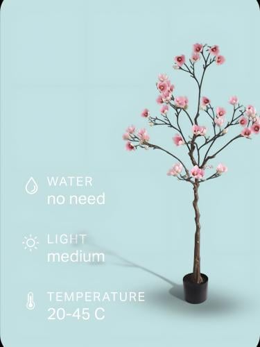 شجرة ورد ماغنوليا الوردي - ارتفاع 130 سم