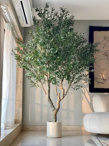 شجرة الزيتون الضخمة 240سم