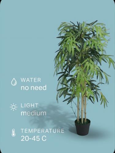 بامبو الجديدة