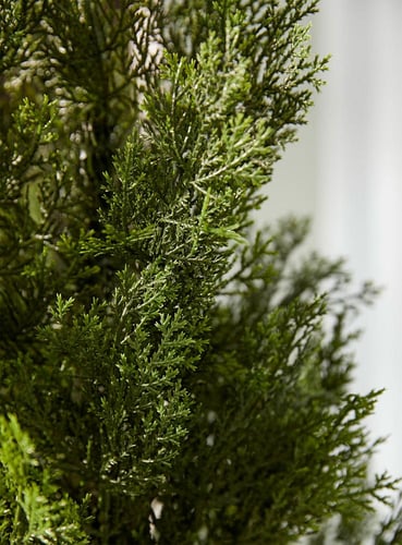 شجرة سايبرس ص