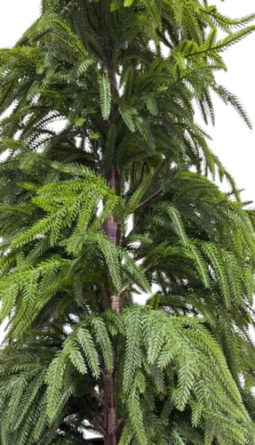 شجرة اوروكاريا