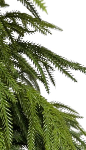 شجرة اوروكاريا