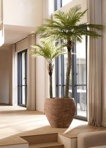 شجرة النخلتين - 200سم