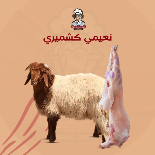 خروف نعيمي كشميري 8-10 كيلو