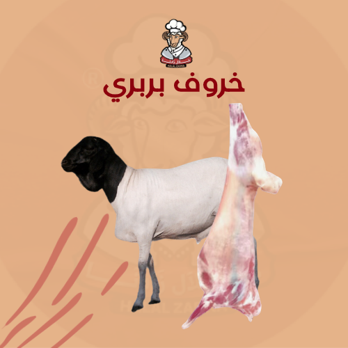 خروف بربري لباني وزنه من 8-10 كيلو