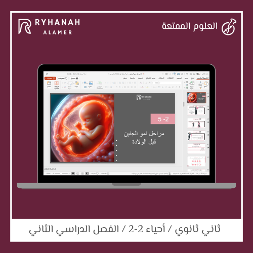 13 - مراحل نمو الجنين