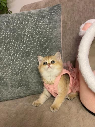 ذكر - سكوتش ستريت Ny25