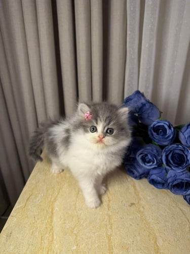 انثى - هاف بيكي بيرشن - اطراف قصيره