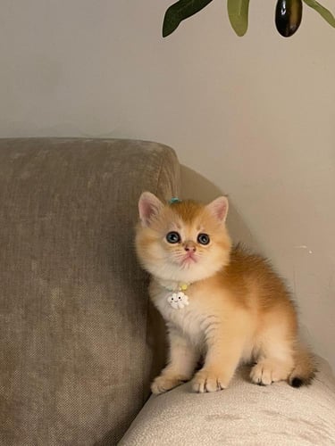 ذكر - سكوتش ستريت Ny12