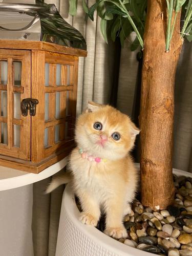 انثى-سكوتش فولد Ny12