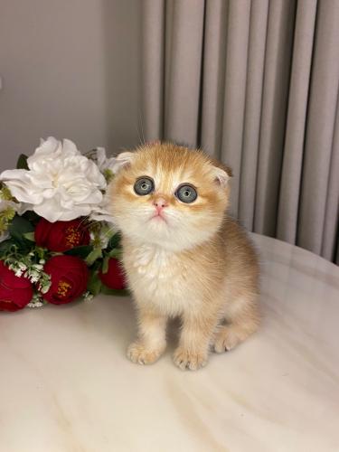 انثى-سكوتش فولدNy12
