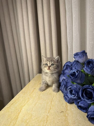 ذكر - سكوتش ستريت A24 - مستوى عالي