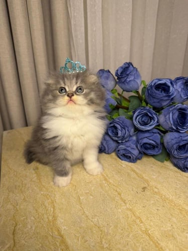 انثى - سكوتش long hair -اطراف قصيره