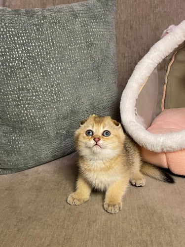 ذكر - سكوتش تربل فولد Ny12 - مستوى عالي