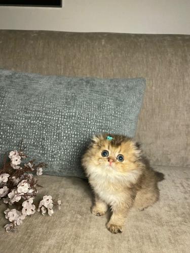 انثى - سكوتش فولد long hair-Ny25