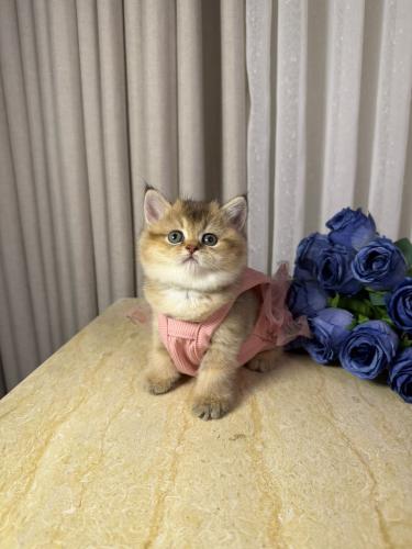 انثى - سكوتش ستريت Ny25