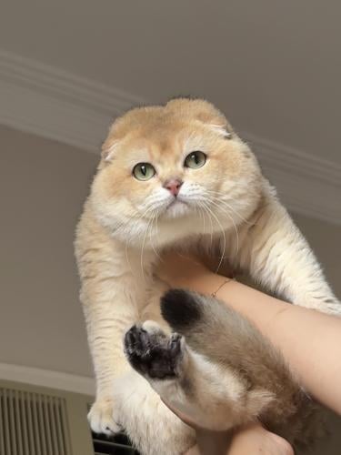 ذكر - SFS (Scottish Fold Shorthair)