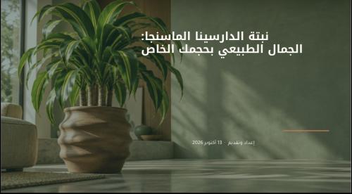 العنايه بنبتة الدارسينا ماسنجانا