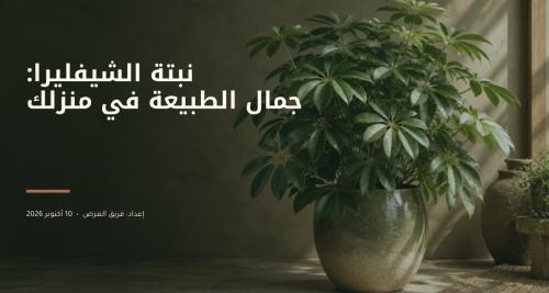 دليل العنايه بنبتة الشيفليرا