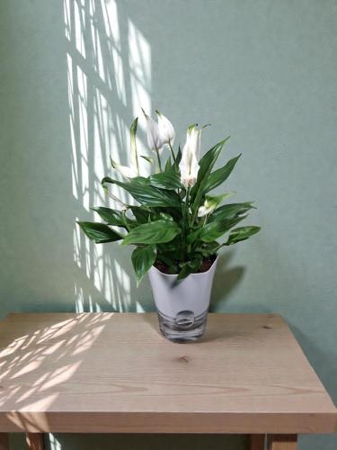 زنبق السلام