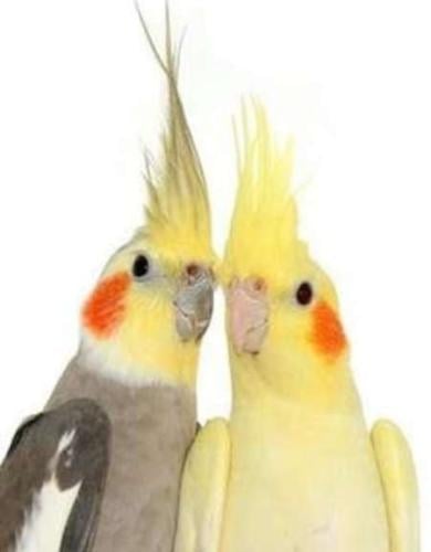 ازواج طيور الكروان