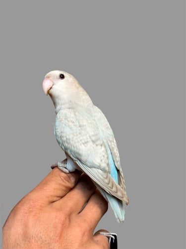 روز اليف ، طفره مميزه