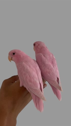 روز اليفه لون وردي 💗