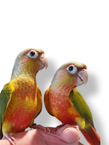 كنيور انناس دبل فاكتور