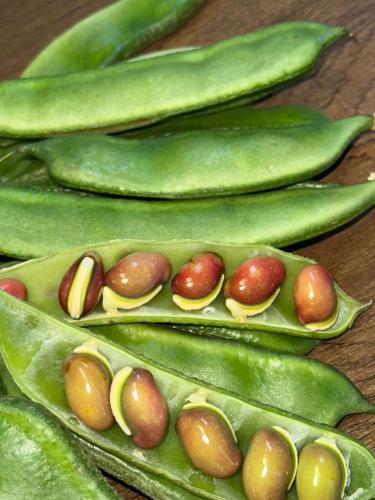 سيم _ ربع كيلو