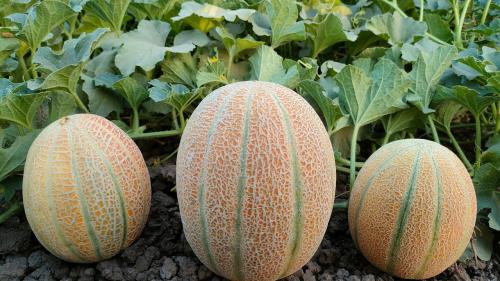 شمام منجاوي- حبه