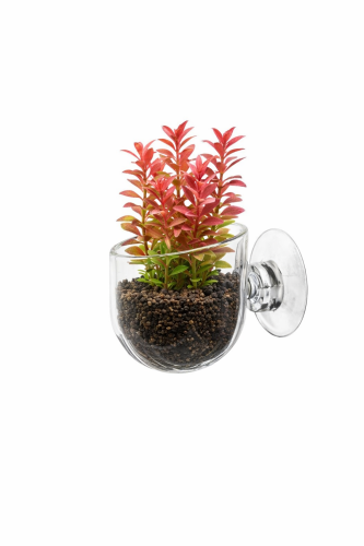 وعاء للنباتات المائية