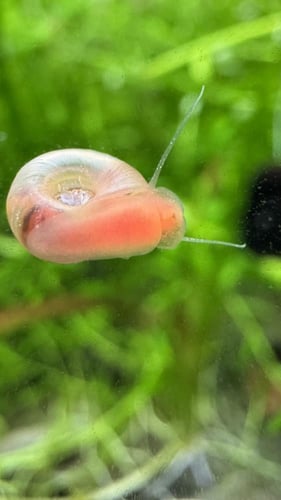 حلزون رامشورن – Ramshorn Snail