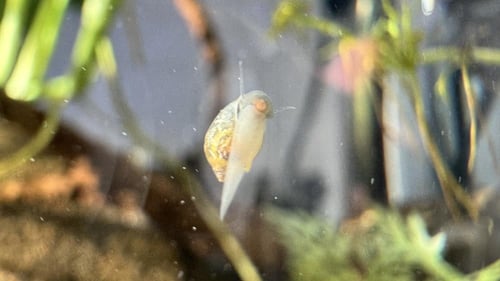 حلزون المثانة – Bladder Snail